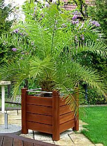 Pflanzkasten "Barung" aus Bangkirai-Holz mit Palme